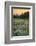 Paradise Wildflower Meadows III-Alan Majchrowicz-Framed Photographic Print