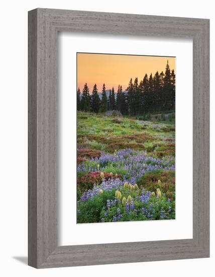 Paradise Wildflower Meadows III-Alan Majchrowicz-Framed Photographic Print