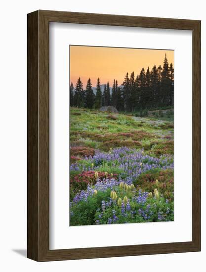 Paradise Wildflower Meadows III-Alan Majchrowicz-Framed Photographic Print