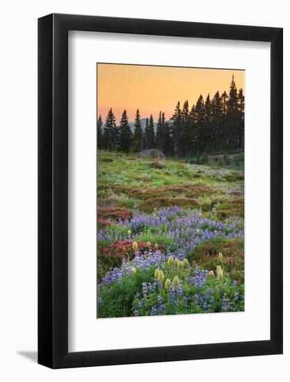 Paradise Wildflower Meadows III-Alan Majchrowicz-Framed Photographic Print