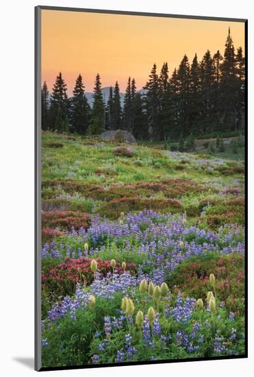 Paradise Wildflower Meadows III-Alan Majchrowicz-Mounted Photographic Print