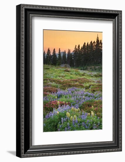 Paradise Wildflower Meadows III-Alan Majchrowicz-Framed Photographic Print