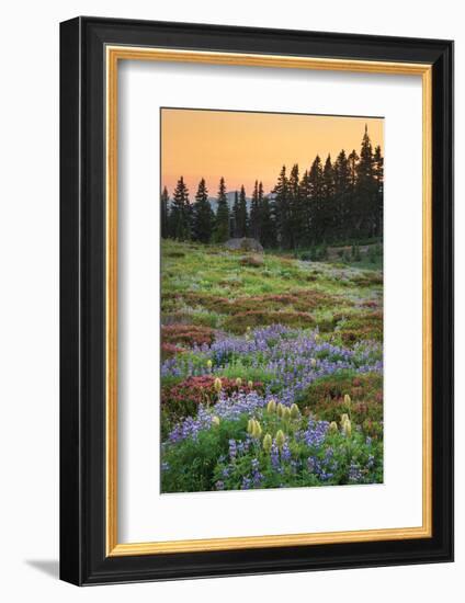 Paradise Wildflower Meadows III-Alan Majchrowicz-Framed Photographic Print