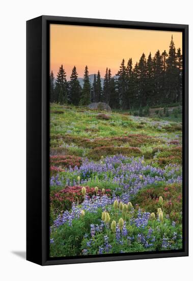 Paradise Wildflower Meadows III-Alan Majchrowicz-Framed Premier Image Canvas