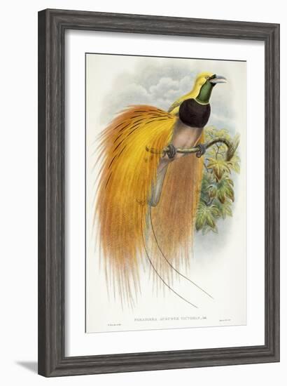 Paradisea Augustae Victoriae, 1891-1898-William Hart-Framed Premium Giclee Print