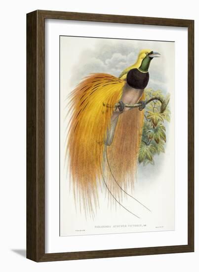 Paradisea Augustae Victoriae, 1891-1898-William Hart-Framed Premium Giclee Print