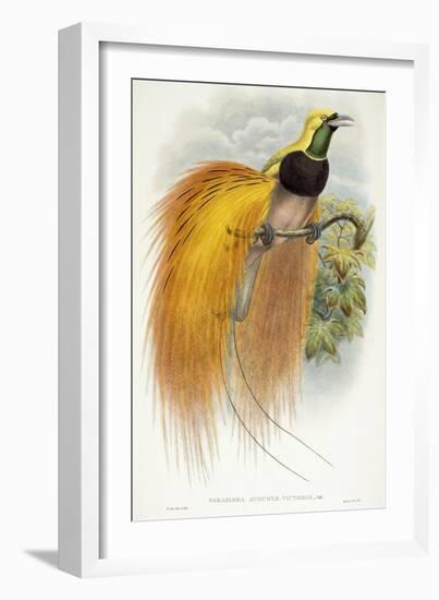 Paradisea Augustae Victoriae, 1891-1898-William Hart-Framed Premium Giclee Print