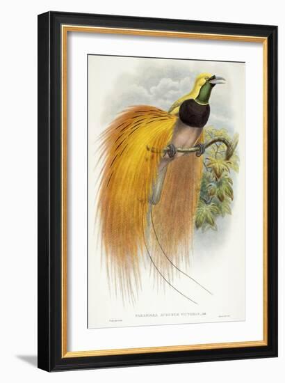 Paradisea Augustae Victoriae, 1891-1898-William Hart-Framed Premium Giclee Print