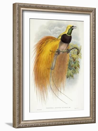 Paradisea Augustae Victoriae, 1891-1898-William Hart-Framed Giclee Print