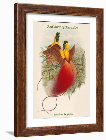 Paradisea Sanguinea - Red Bird of Paradise-John Gould-Framed Art Print