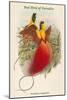 Paradisea Sanguinea - Red Bird of Paradise-John Gould-Mounted Art Print