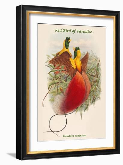 Paradisea Sanguinea - Red Bird of Paradise-John Gould-Framed Art Print