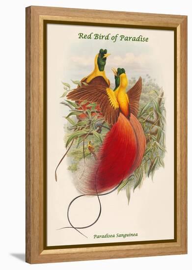 Paradisea Sanguinea - Red Bird of Paradise-John Gould-Framed Stretched Canvas