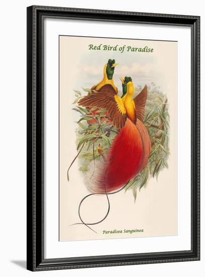 Paradisea Sanguinea - Red Bird of Paradise-John Gould-Framed Art Print