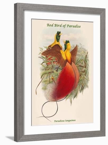 Paradisea Sanguinea - Red Bird of Paradise-John Gould-Framed Art Print