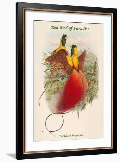 Paradisea Sanguinea - Red Bird of Paradise-John Gould-Framed Art Print