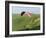 Paragliding Off Mam Tor, Derbyshire, Peak District, England, United Kingdom, Europe-Ben Pipe-Framed Photographic Print