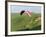 Paragliding Off Mam Tor, Derbyshire, Peak District, England, United Kingdom, Europe-Ben Pipe-Framed Photographic Print