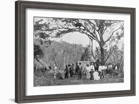 Paraguayan Tea Gathering, Paraguay, 1911-null-Framed Giclee Print