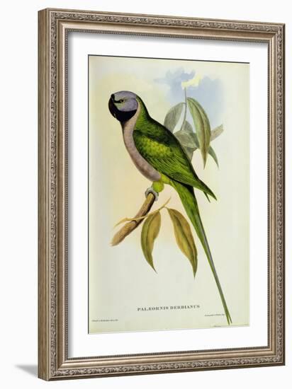 Parakeet: Palaeornis Derbianus, c.1850-John Gould-Framed Giclee Print