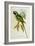 Parakeet: Palaeornis Derbianus, c.1850-John Gould-Framed Giclee Print