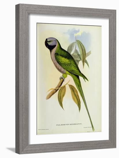 Parakeet: Palaeornis Derbianus, c.1850-John Gould-Framed Giclee Print