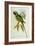 Parakeet: Palaeornis Derbianus, c.1850-John Gould-Framed Giclee Print