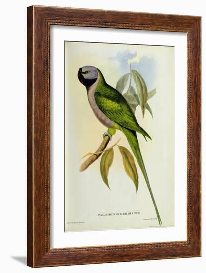 Parakeet: Palaeornis Derbianus, c.1850-John Gould-Framed Giclee Print