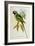 Parakeet: Palaeornis Derbianus, c.1850-John Gould-Framed Giclee Print