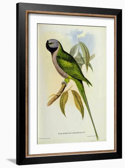 Parakeet: Palaeornis Derbianus, c.1850-John Gould-Framed Giclee Print