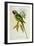 Parakeet: Palaeornis Derbianus, c.1850-John Gould-Framed Giclee Print