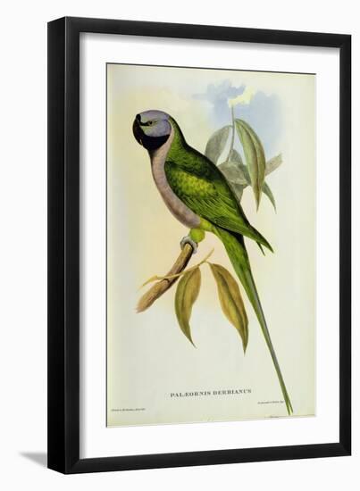 Parakeet: Palaeornis Derbianus, c.1850-John Gould-Framed Giclee Print