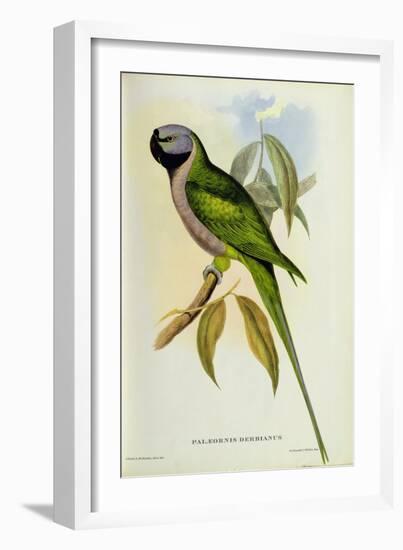 Parakeet: Palaeornis Derbianus, c.1850-John Gould-Framed Giclee Print