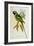 Parakeet: Palaeornis Derbianus, c.1850-John Gould-Framed Giclee Print