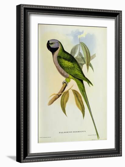 Parakeet: Palaeornis Derbianus, c.1850-John Gould-Framed Giclee Print