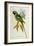 Parakeet: Palaeornis Derbianus, c.1850-John Gould-Framed Giclee Print