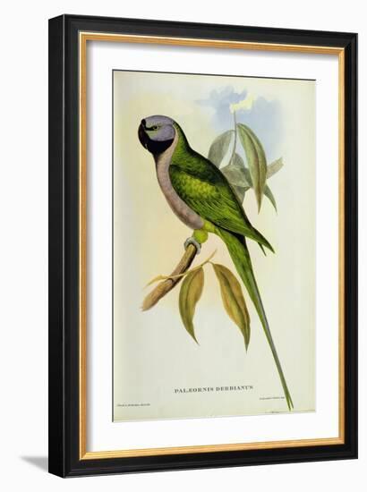 Parakeet: Palaeornis Derbianus, c.1850-John Gould-Framed Giclee Print