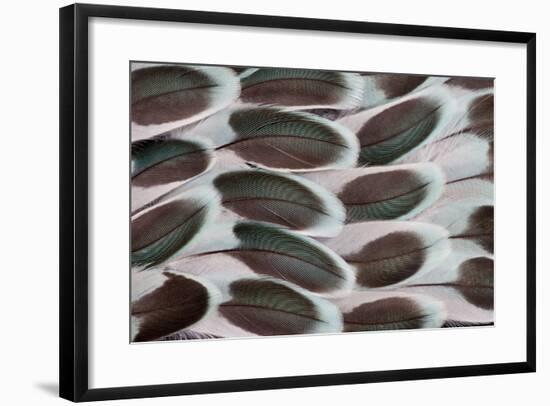 Parakeet Wing Feather Design-Darrell Gulin-Framed Photographic Print