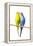 Parakeets-null-Framed Premier Image Canvas