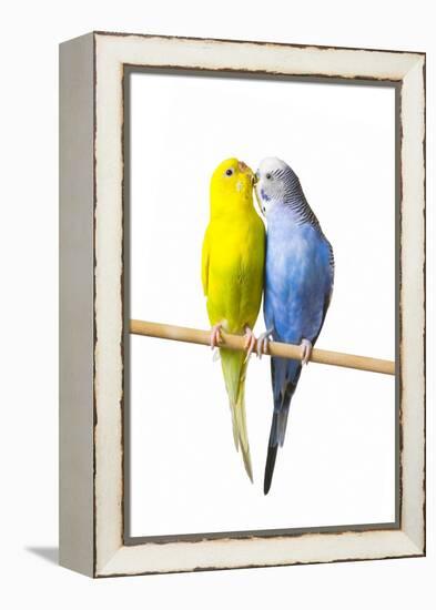 Parakeets-null-Framed Premier Image Canvas