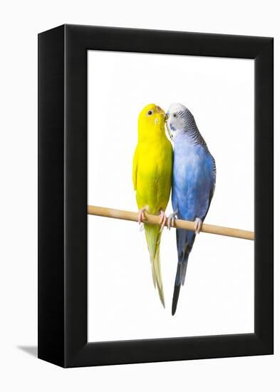 Parakeets-null-Framed Premier Image Canvas