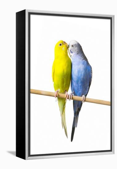 Parakeets-null-Framed Premier Image Canvas