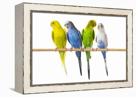 Parakeets-null-Framed Premier Image Canvas
