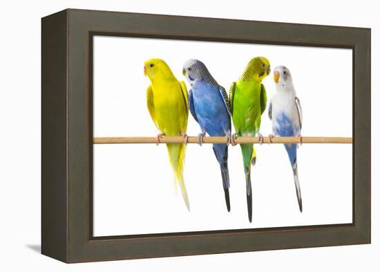 Parakeets-null-Framed Premier Image Canvas