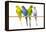 Parakeets-null-Framed Premier Image Canvas