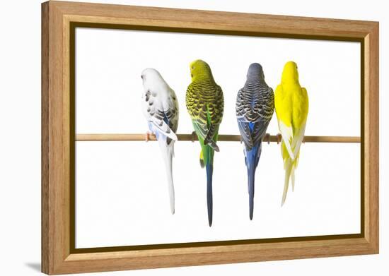 Parakeets-null-Framed Premier Image Canvas