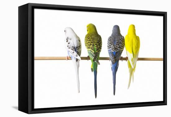 Parakeets-null-Framed Premier Image Canvas