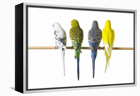 Parakeets-null-Framed Premier Image Canvas