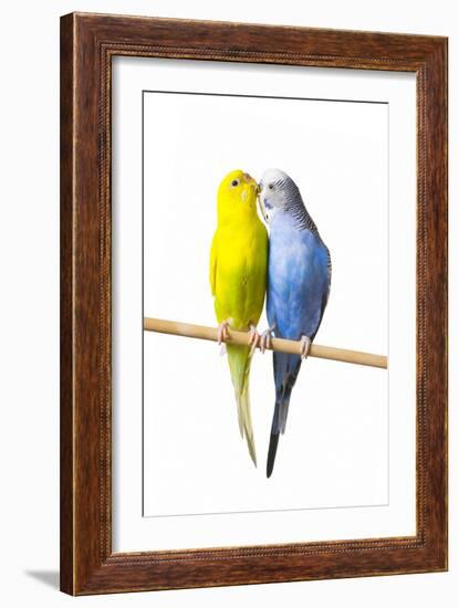 Parakeets-null-Framed Photographic Print