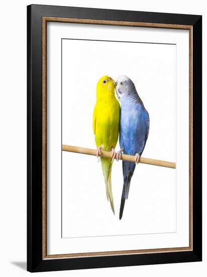 Parakeets-null-Framed Photographic Print